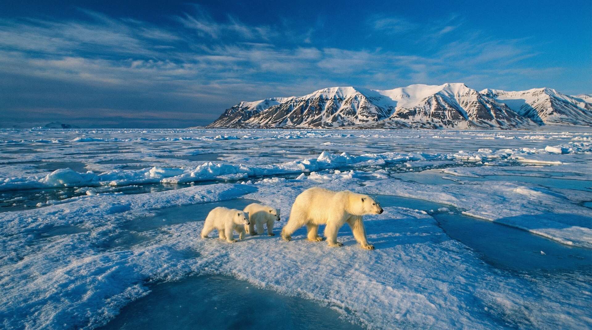 国产自拍北极熊视频